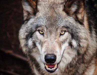 Krok po kroku do ochrony wilka i co z tego wynikło