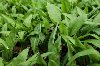 Liście czosnku niedźwiedziego