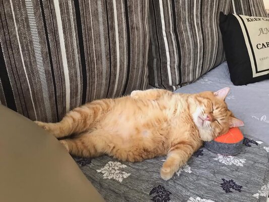 Miniatura: Fat Xiang, śpiący kot influencer