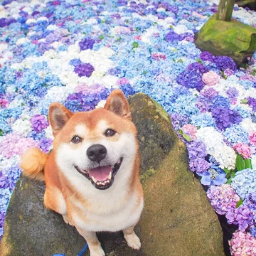 Hachi 