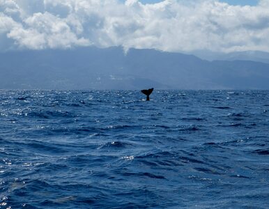 Miniatura: Wędkarze natknęli się na wieloryby....