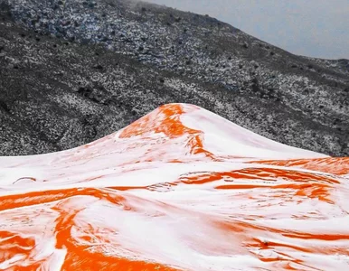 Miniatura: Śnieg na Saharze. Ostatnio taki widok miał...