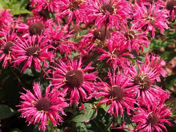 Pysznogł&oacute;wka ogrodowa (Monarda didyma)
