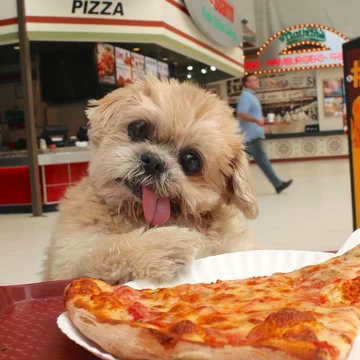 Pies Marnie 
