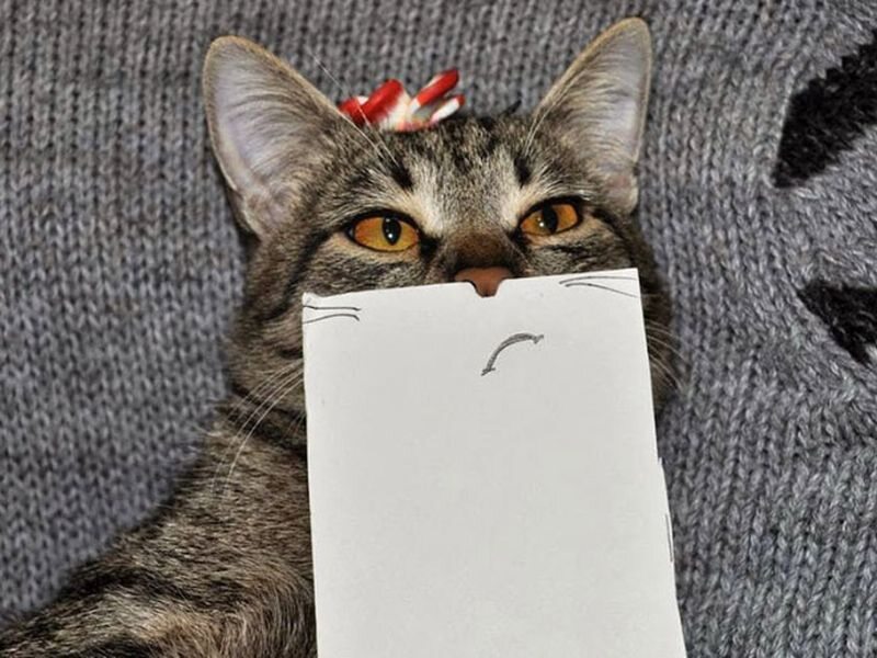 Lekko „zmodyfikowany” kot w stylu komiksowym 