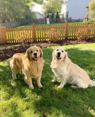 Miniatura: Trzy psy rasy golden retriever podbijają...