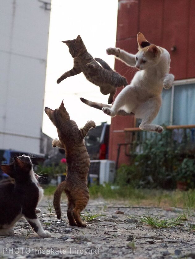 Koty w obiektywie Hisakaty Hiroyukiego 