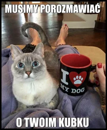 Kot najbardziej memicznym ze zwierząt? 