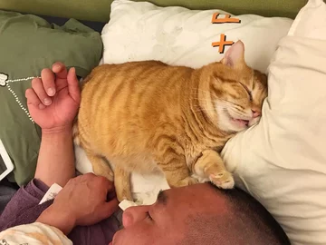 Fat Xiang, śpiący kot 
