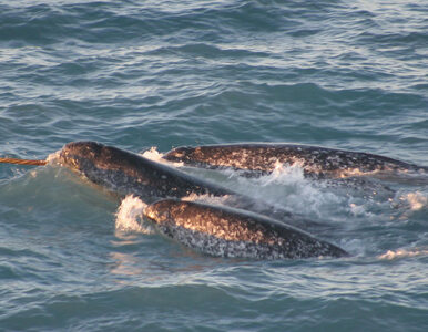 Narwal – krewny wieloryba. Jaką funkcję pełni u nich ogromny kieł?