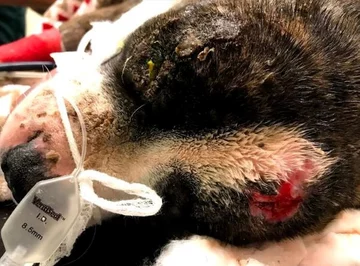 Rocco po tym, jak trafił do weterynarza 