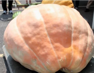 Miniatura: USA: farmer wyhodował dynię ważącą... 410 kg
