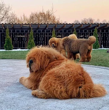 Mastify tybetańskie z hodowli Kinu Liutas Kennel 