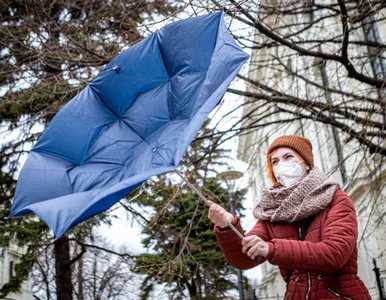 Miniatura: Wietrzna pogoda sprzyja rozprzestrzenianiu...