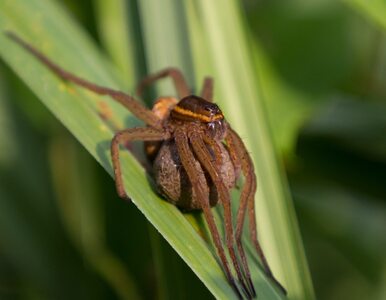 Miniatura: Jad tego pająka wywołuje „wędkarskiego...