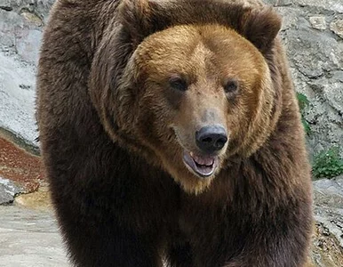 Miniatura: Biznesowy lunch białoruskich niedźwiedzi