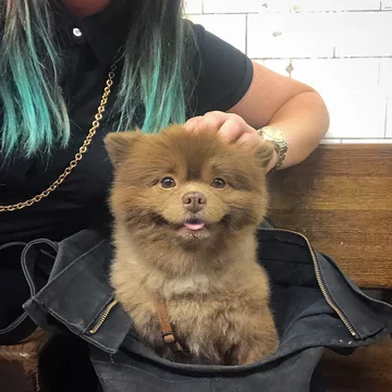 Pomeranian Bertie 