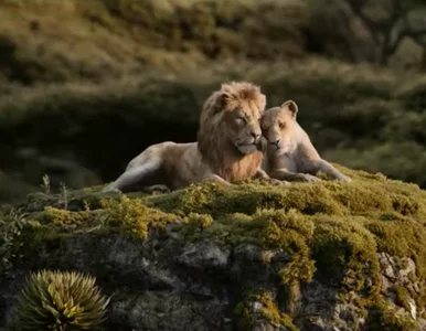 Miniatura: Reżyser „Króla Lwa” ma niespodziankę dla...