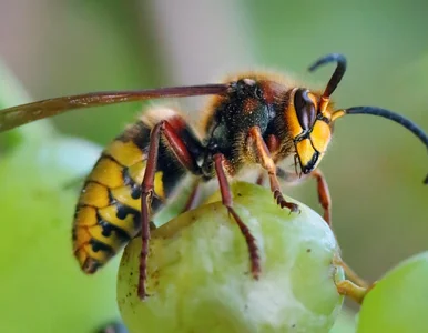 Miniatura: Użądlenie szerszenia budzi strach. Co...