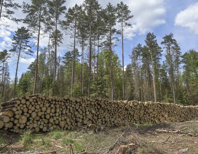 Miniatura: Ostrzeżenie dla firm, które kupują drewno...