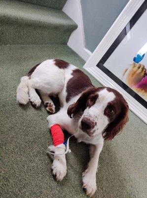 Miniatura: Pies zjadł resztki kukurydzy. Nie udało...