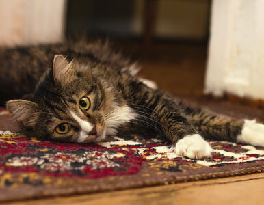 Wina gości, dzieci, kota. Jak usunąć plamę z dywanu?
