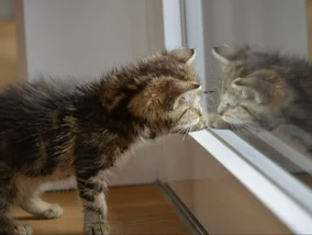 Miniatura: Koty nienawidzą zamkniętych drzwi? Lekarka...