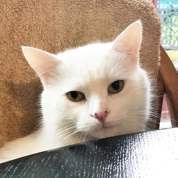 Smudge 