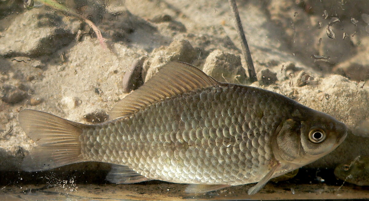 Karaś srebrzysty Carassius gibelio 