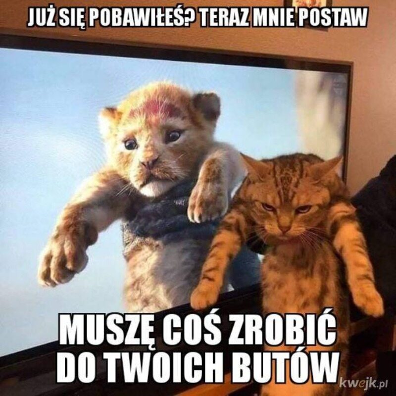 Mem z kotem 