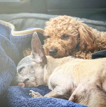 Psy, którymi opiekuje się Chris i Mariesa 