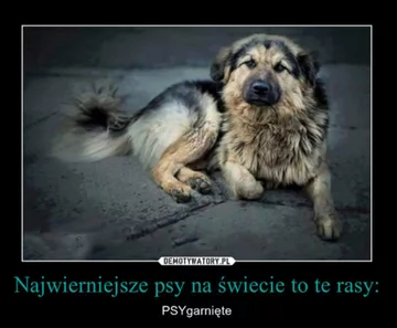 Mem z okazji Dnia Psa 
