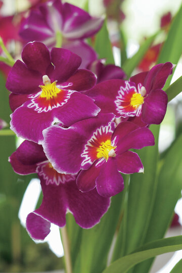 Storczyki Miltonia