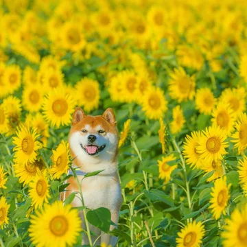 Hachi 