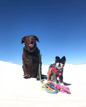 Abi i Dabi - psy, które połączyła przyjaźń 