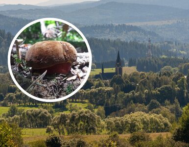 Magiczne zbiory grzybów w Bieszczadach. Pochwalili się zdjęciami