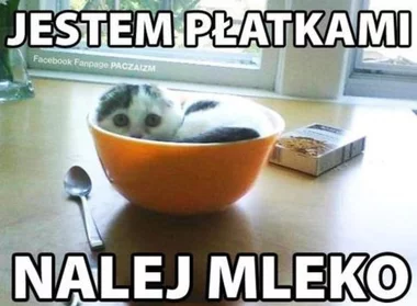 Mem z kotem