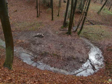 Padłe żubry z leśnictwa Średnie Wielkie 