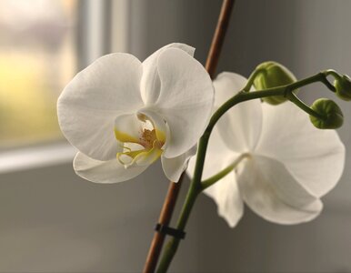 Miniatura: Błąd, który popełnia w listopadzie 8 na 10...