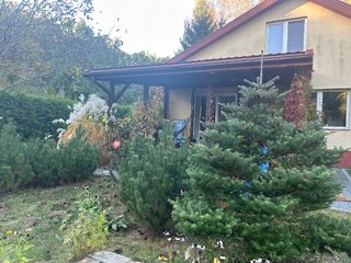 Iglaki wok&oacute;ł domu