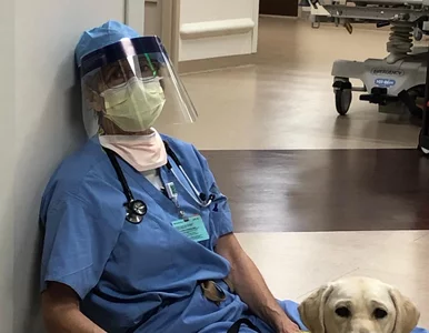 Miniatura: Pies wspierał lekarkę walczącą z...