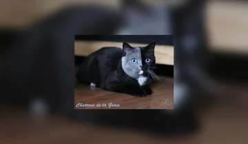 "Kot o dwóch twarzach" 