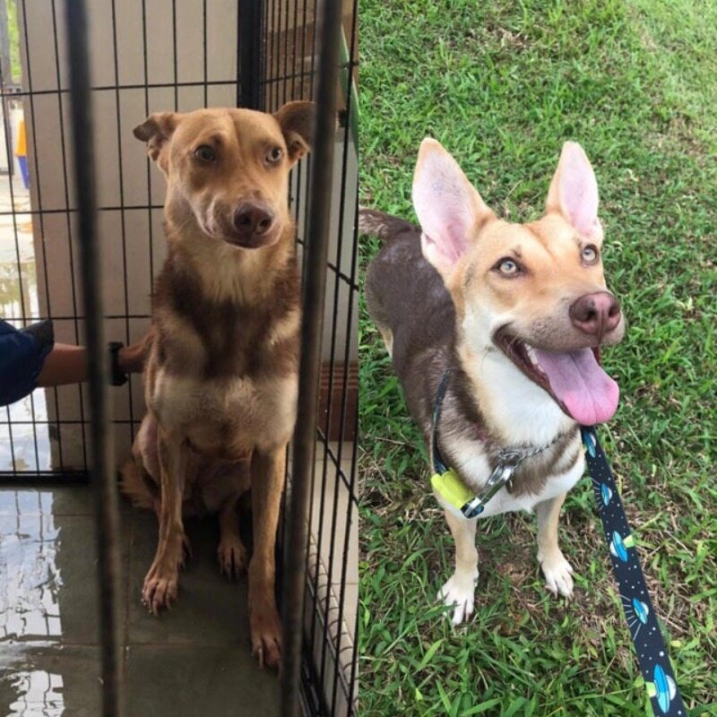 Przed i po adopcji 