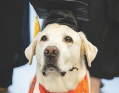 Miniatura: Ten pies ma doktorat. Doceniono jego wkład...