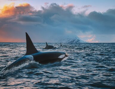 Turyści muszą uważać na orki. Masowo atakują łodzie