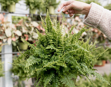 Miniatura: Dodaj tylko trzy łyżeczki tego do wody i...