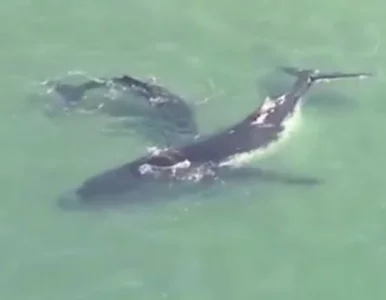 Miniatura: Nagrali niezwykły wyczyn małego humbaka....