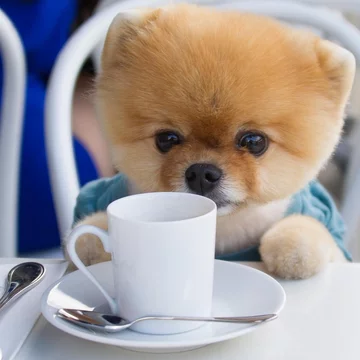 Jiffpom 