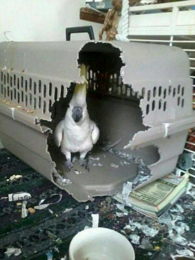 Ptak zniszczył pojemnik 