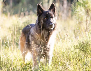 Miniatura: Jak wybrać najlepsze imię dla psa?...